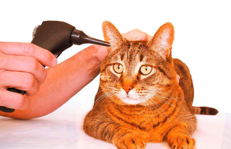Горячие уши у кота: когда нужно волноваться