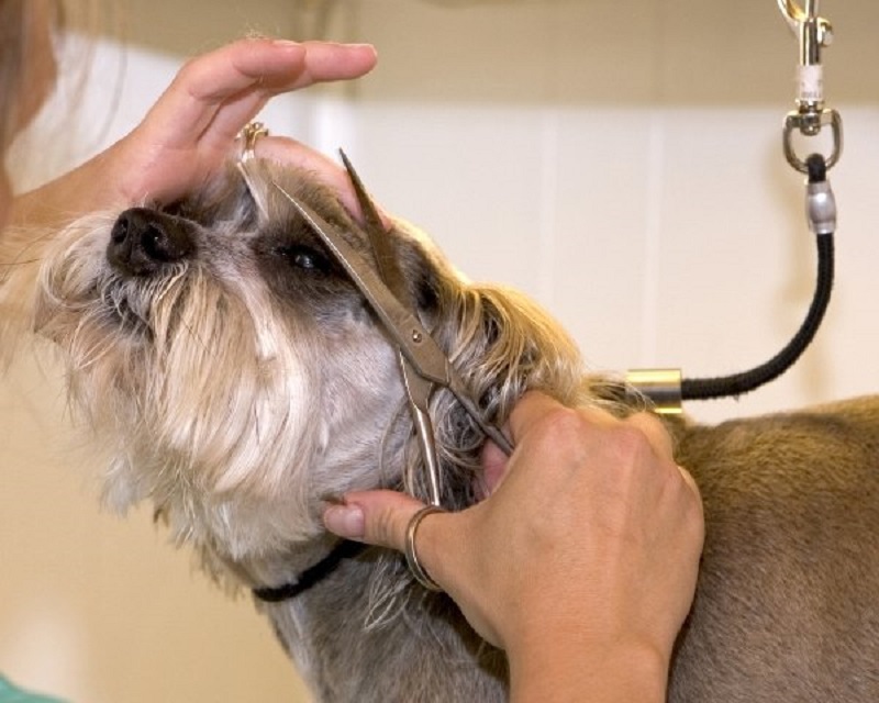 Как подстричь собаку в домашних условиях