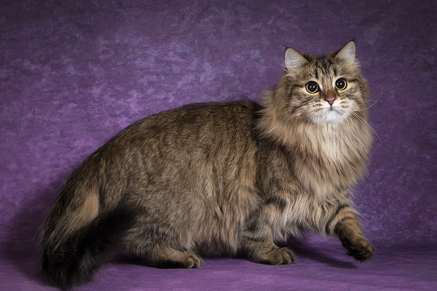 Сибирская кошка (Сибирский кот)