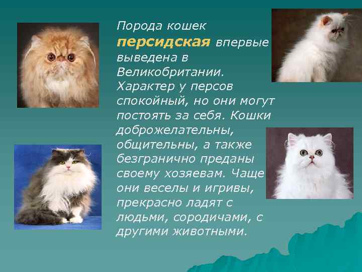 Eвропейская кошка, короткошерстный кельтский кот