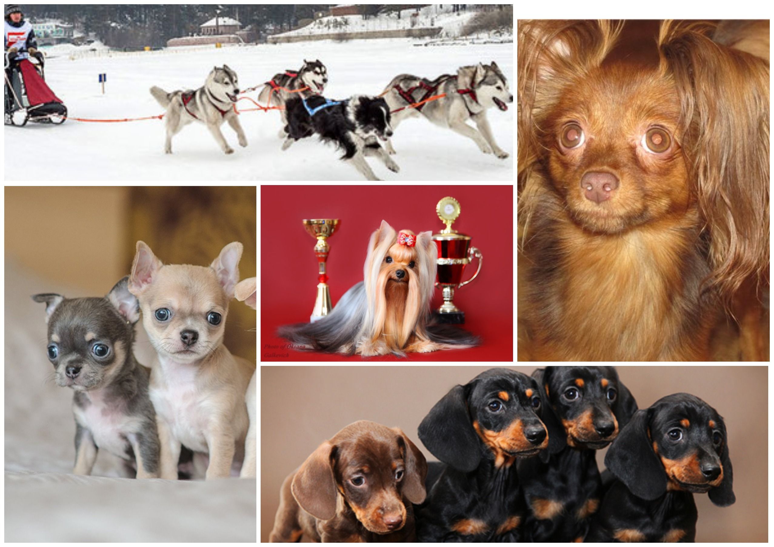 Модные породы собак: самые известные в России