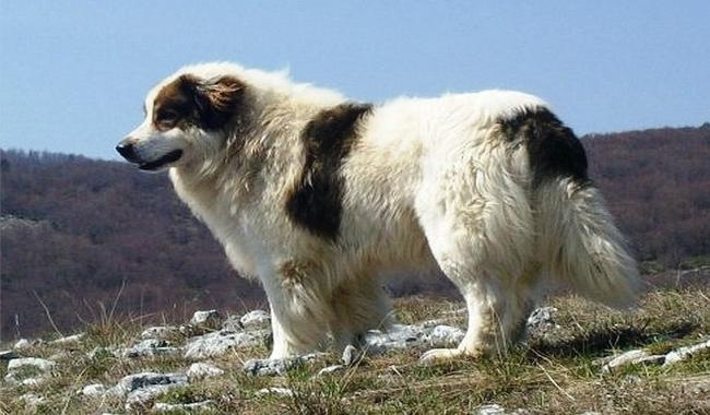 Торньяк: самая добрая сторожевая собака