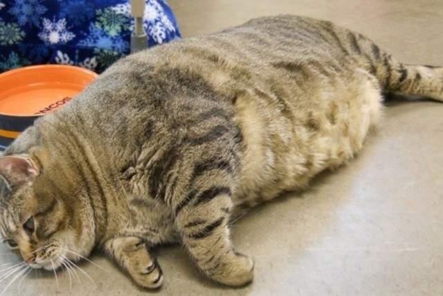 Почему у некоторых кошек висит дряблый животик? Это ожирение или что-то еще?