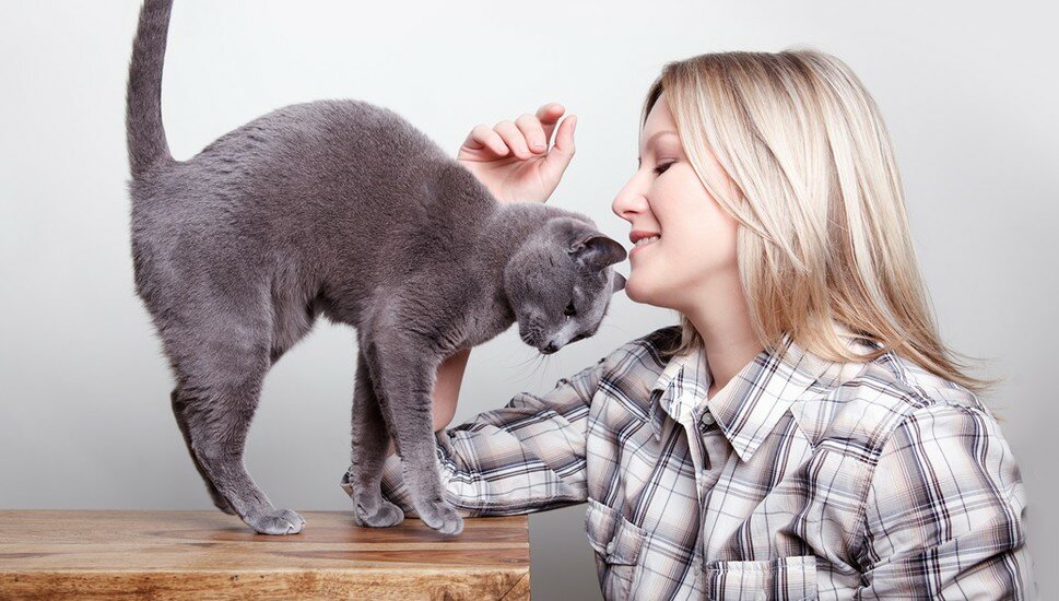 7 ошибок, которые совершают некоторые хозяева кошек