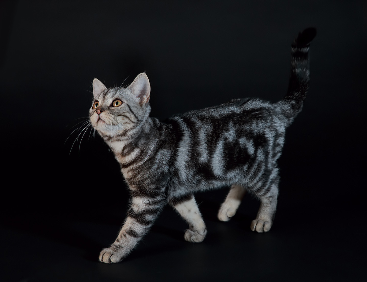 Кошка с короткой шерстью — идеальный домашний любимец