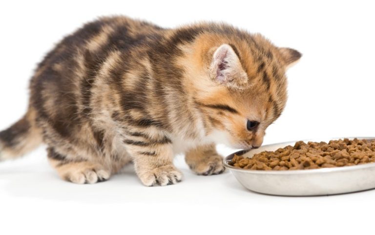 Сухой корм для котят: выбираем и приучаем к нему правильно