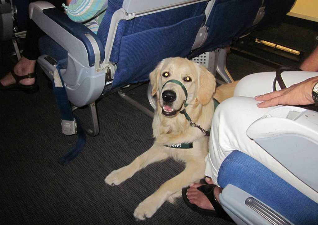 Перевозка собак в самолете по России и за границу