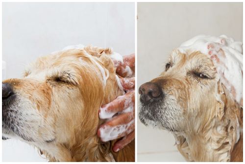 Как избавиться от запаха псины от собаки