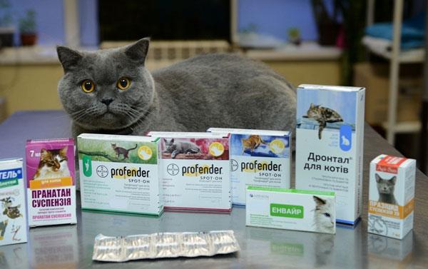 Антибиотики для кошек