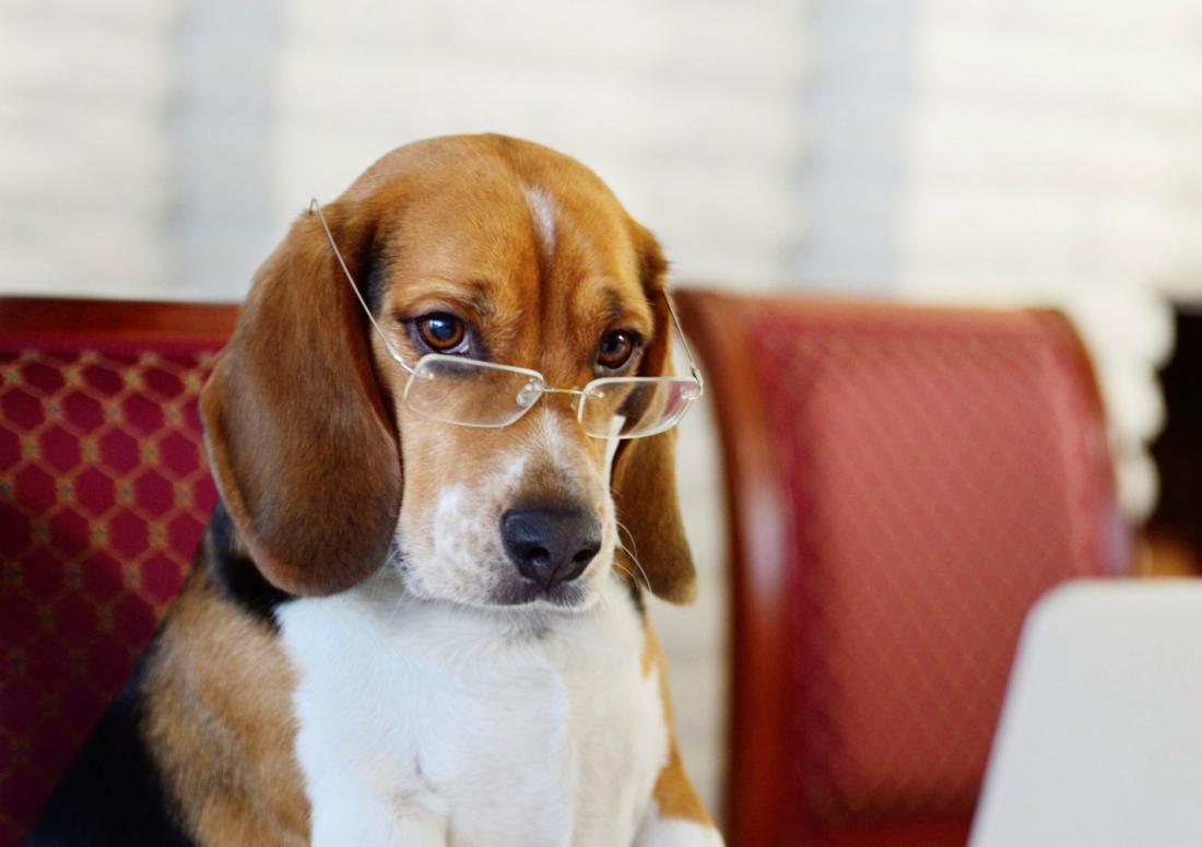 Какие собаки считаются самыми умными