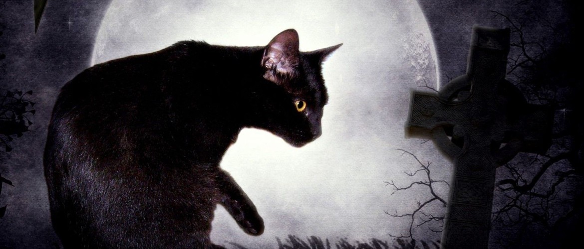 Кошка перед смертью. Кошки предчувствуют смерть. Душа животных. Котёнок смерть приближается.