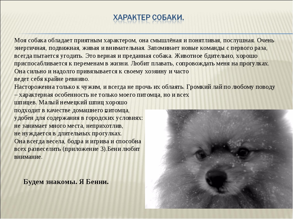 Померанский шпиц: описание породы собак, зубы, характер