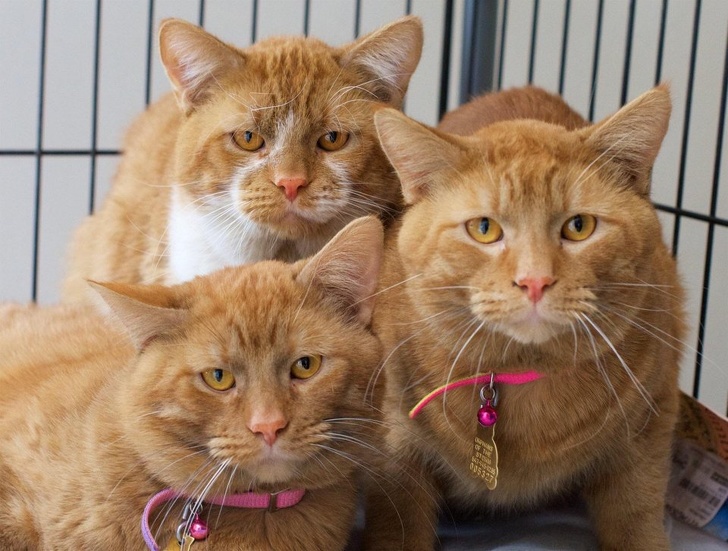 Бывают ли рыжие кошки или только коты