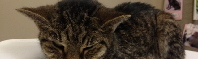 Болезни почек у кошек: симптомы и лечение