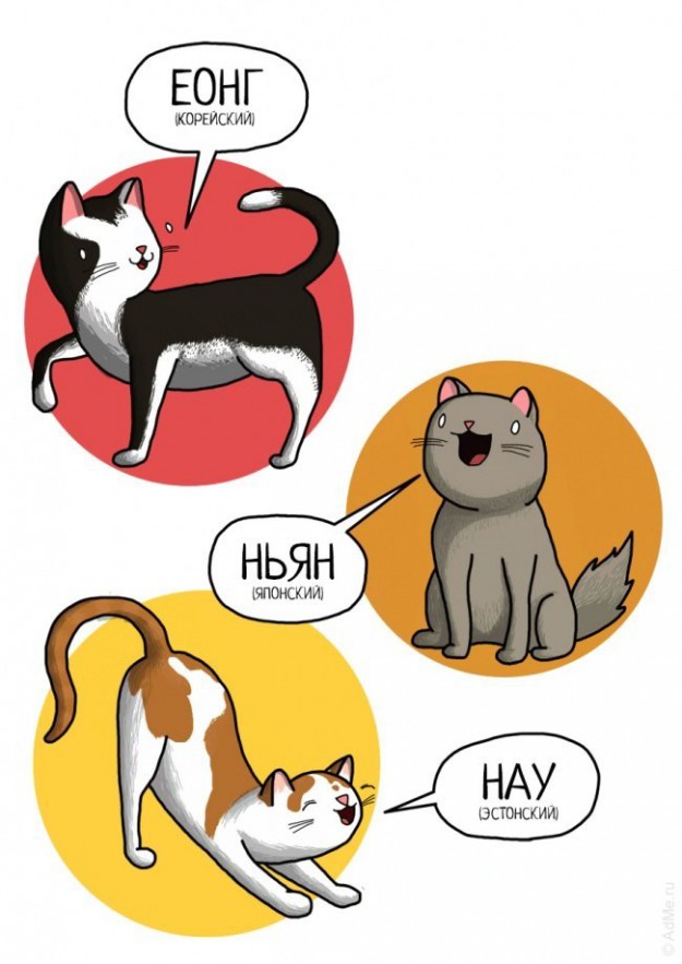 Мяу по-русски: о чем говорят кошки