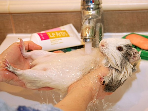 Как мыть крысу в домашних условиях, приучить к воде