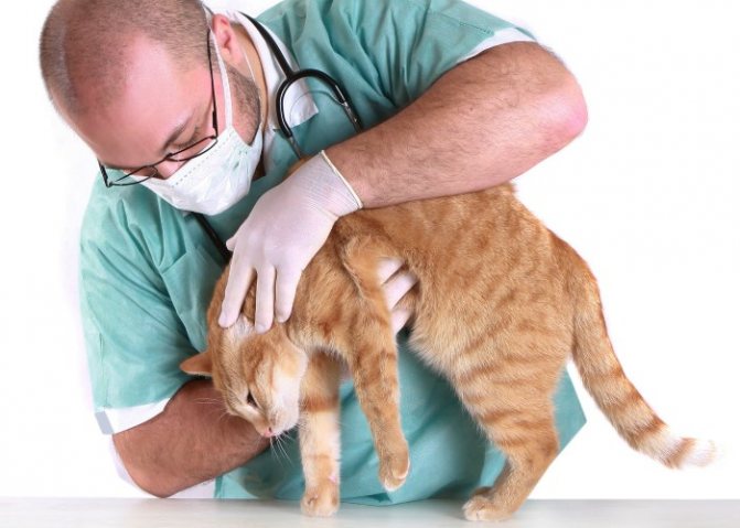 Атаксия у кошек: что это, лечение