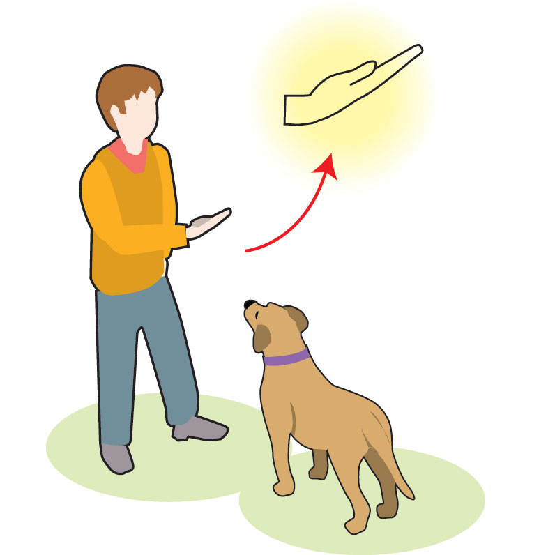 Как научить собаку команде «сидеть» в домашних условиях