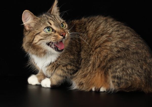Почему кошка орет днём и ночью — причины и методы решения проблем