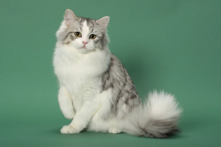 Рагамаффин — порода кошек