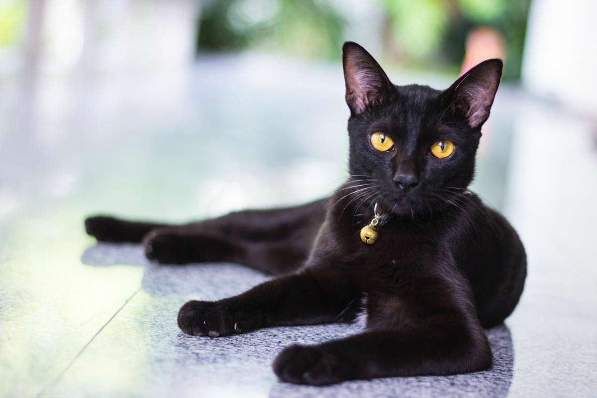 Бомбейская кошка — мини-пантера в каменных джунглях