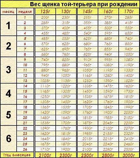 таблица веса чихуахуа стандарт