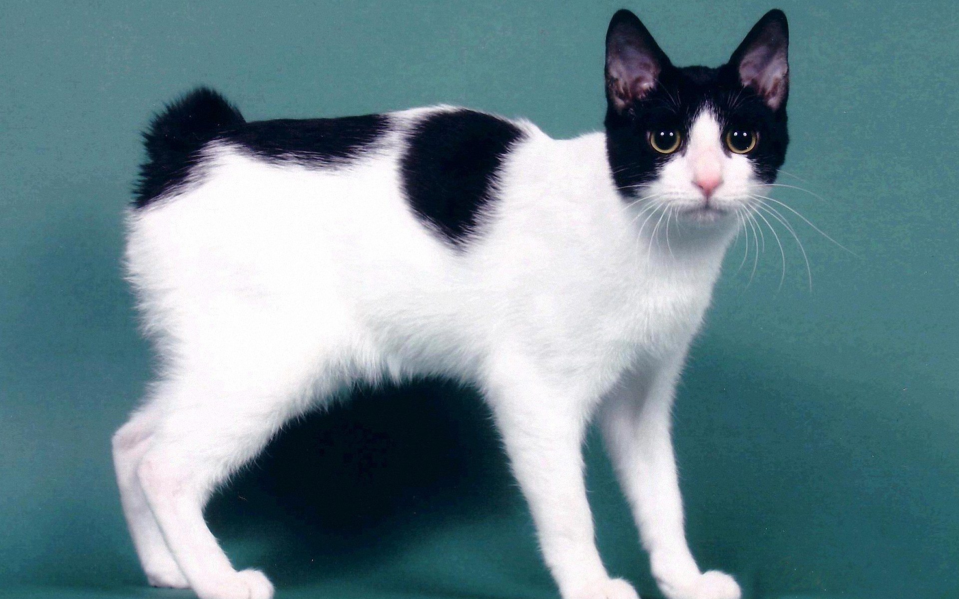 Японский бобтейл — порода кошек