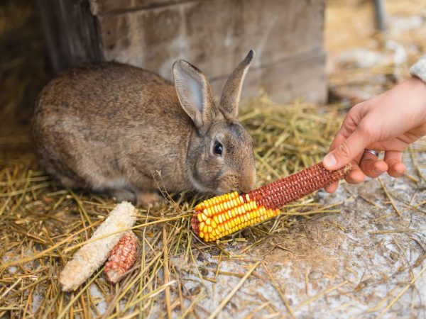 Какое зерно можно давать кроликам в домашних условиях