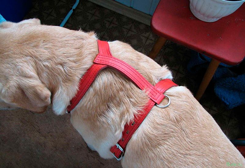 Как одеть шлейку на собаку правильно: инструкция