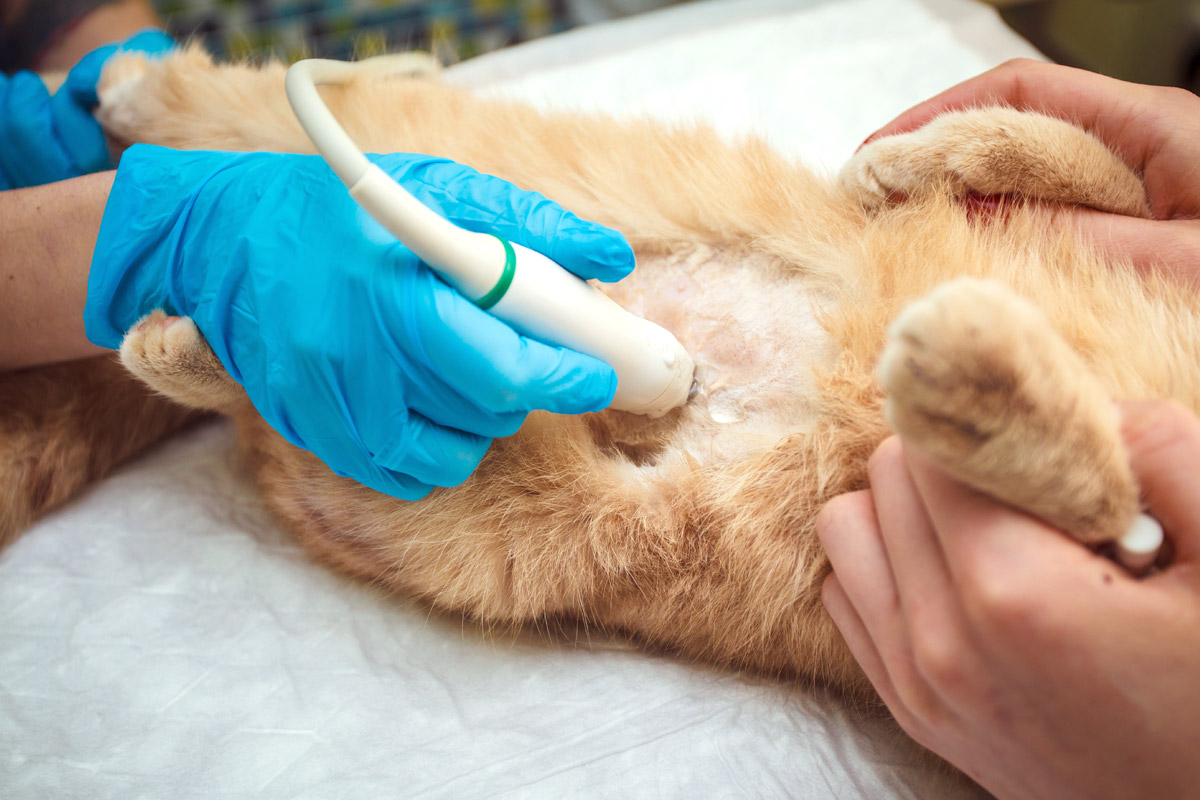 Панкреатит у кошек: симптомы и лечение