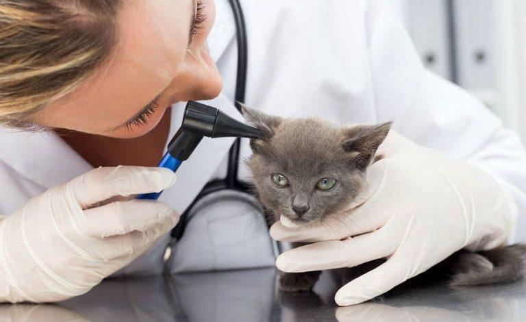 Отит у кошек: симптомы и лечение