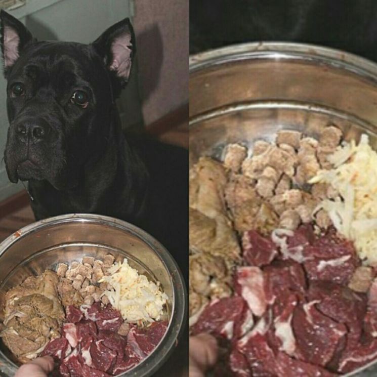 Можно ли кормить собаку сырым мясом или лучше вареным