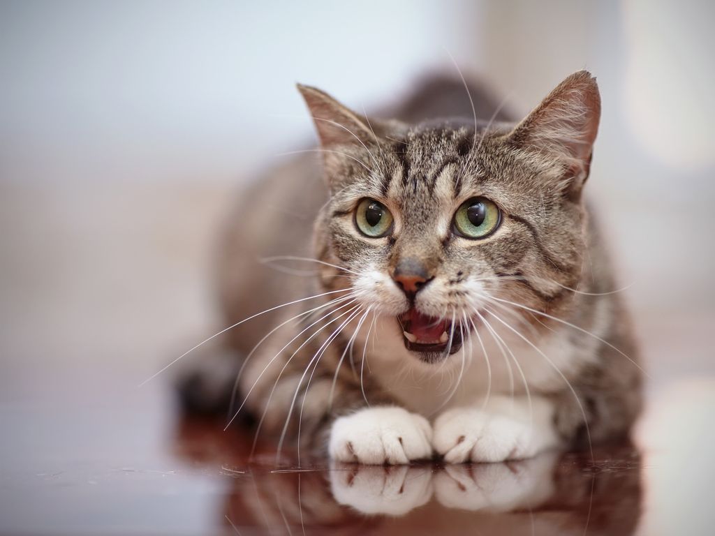 Что делать, если кошка или кот тяжело дышит открытым ртом?