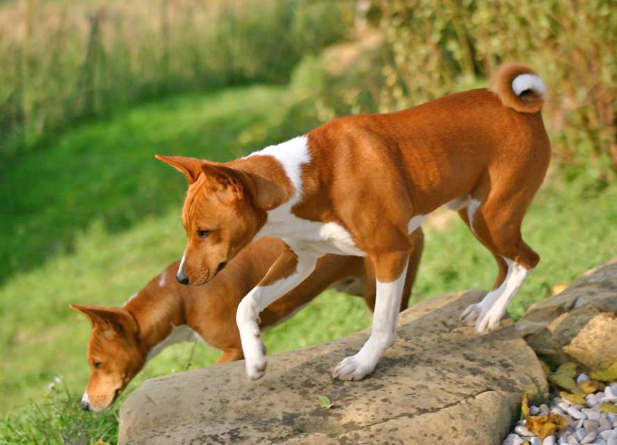 Собаки которые не линяют и не пахнут: подходящие породы