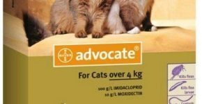 Адвантейдж для кошек: инструкция по применению