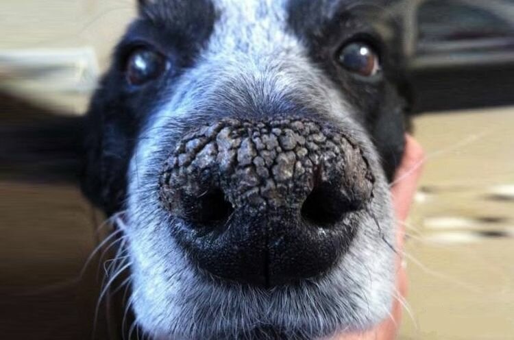 Горячий нос у собаки: причины и что делать