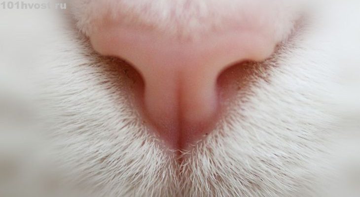 Какой нос должен быть у здоровой кошки и кота