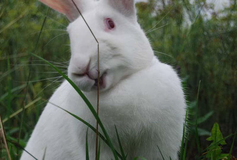Кролик белый великан альбинос: описание породы
