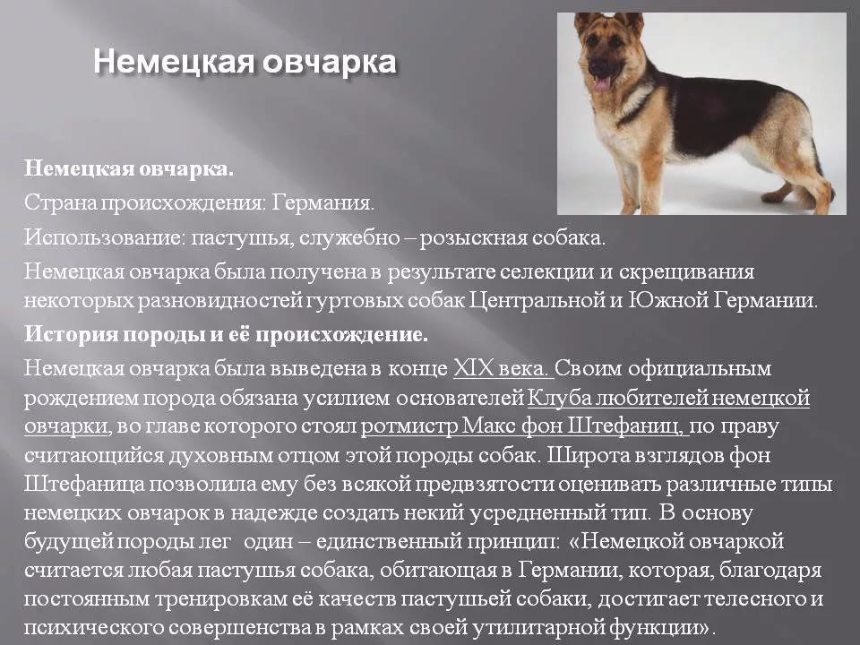 Московская овчарка (сторожевой пес): все о породе