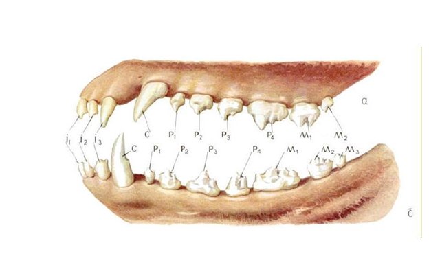Зубы собаки: формула, схема, строение челюсти