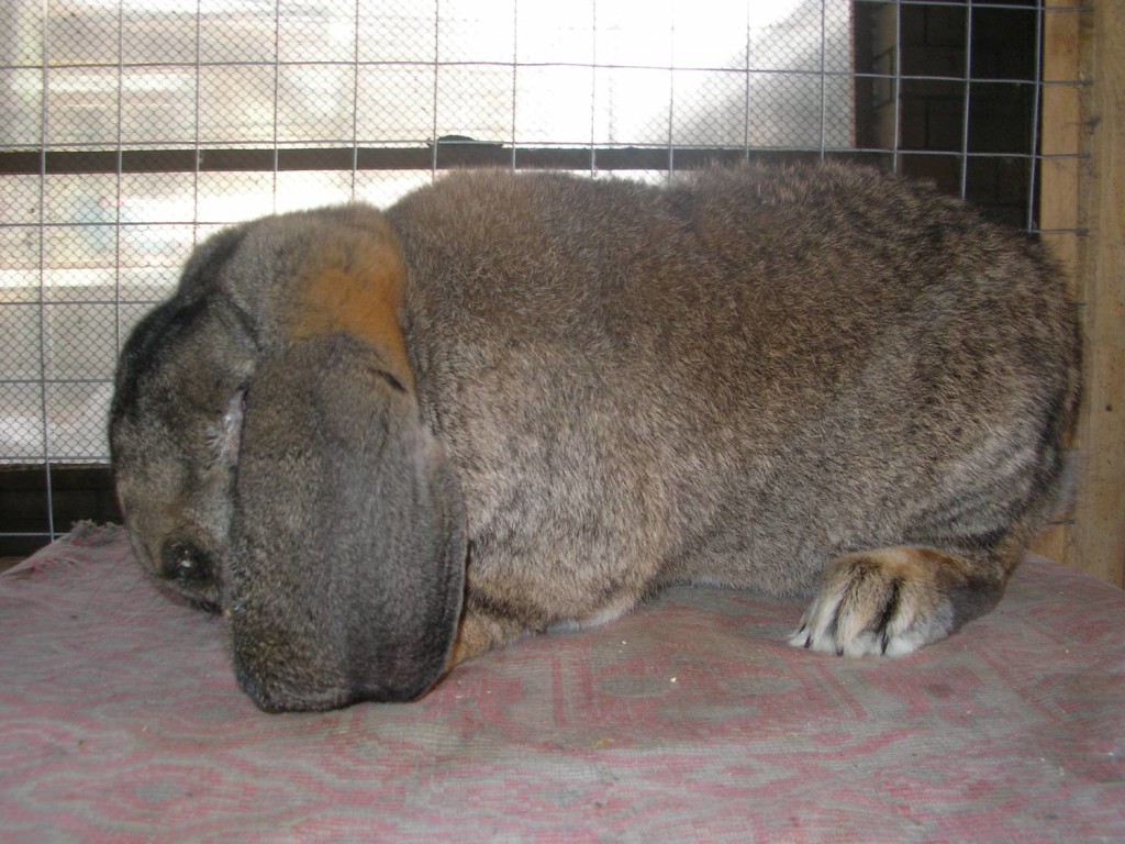 Кролик баран: характеристика французской породы, разведение и содержание