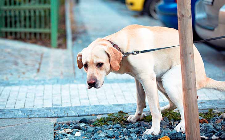 Почему собака ест землю на улице: причина