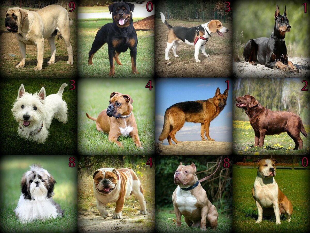 Лучшие породы собак: топ самых интересных видов