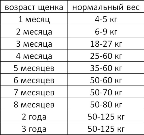 Вес чихуахуа по месяцам и неделям: таблица