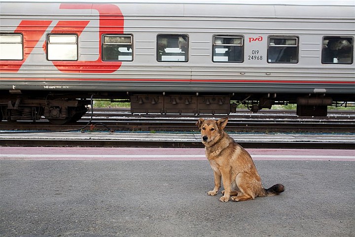 Как перевозить собаку в поезде и электричке