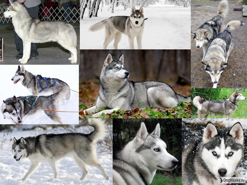 Собака похожая на волка: названия пород лаек