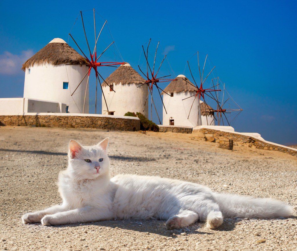 Работа мечты — уход за кошками на греческом острове