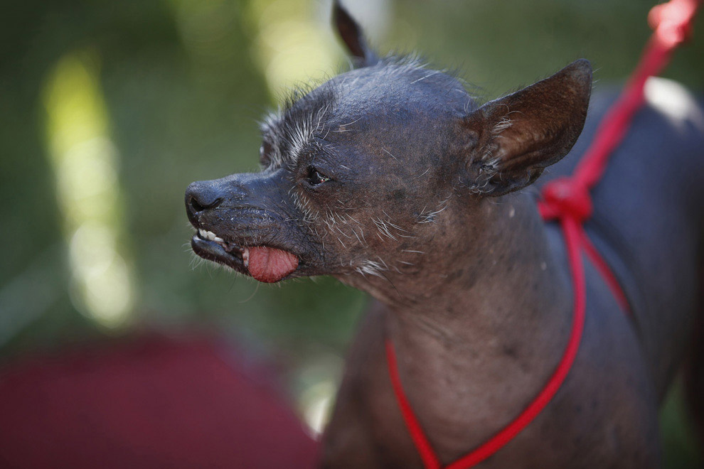 Самая страшная собака в мире: топ 10 уродливых питомцев