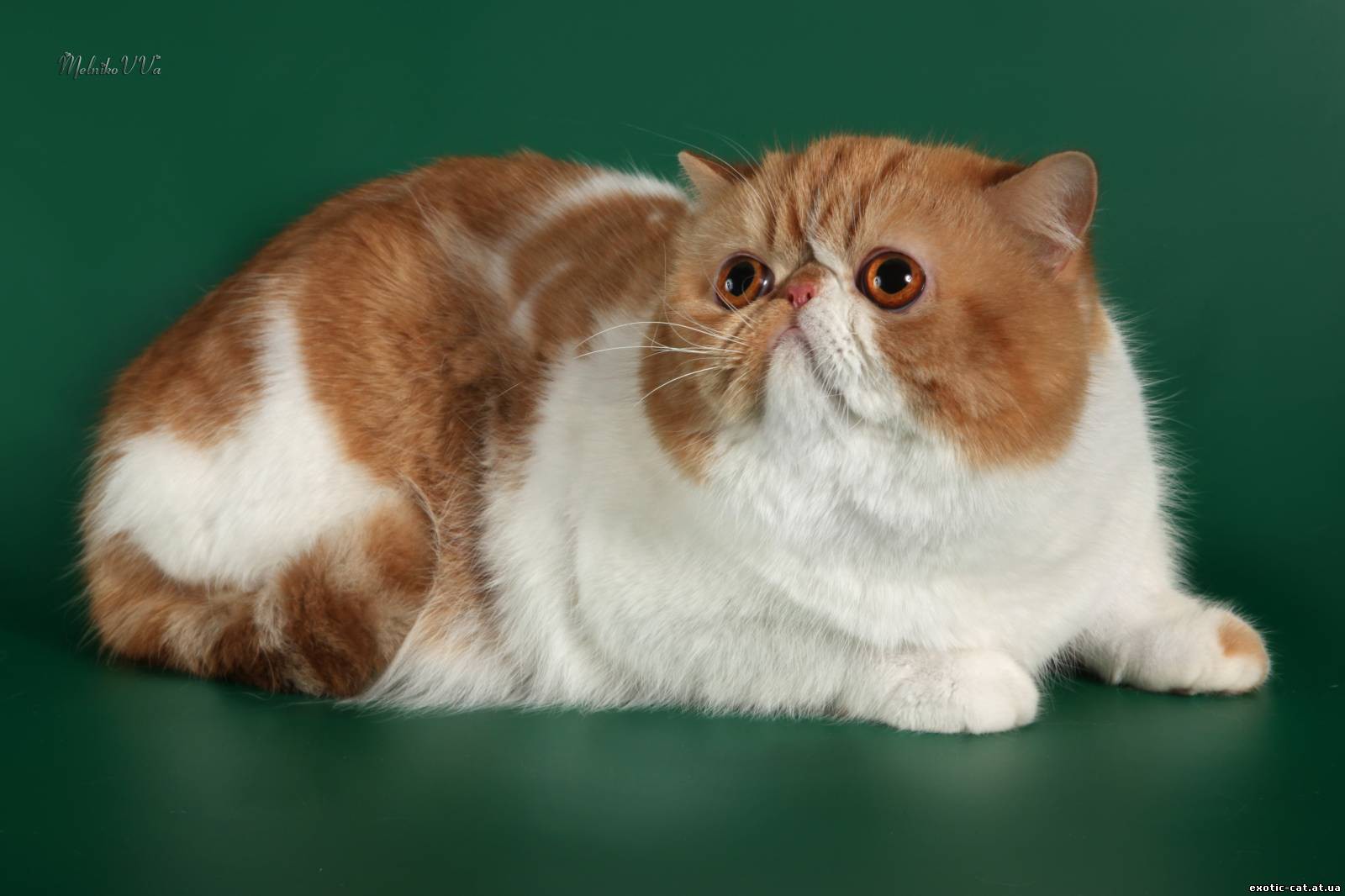 Кошки с приплюснутой мордой: описание каждой из пород, особенности ухода