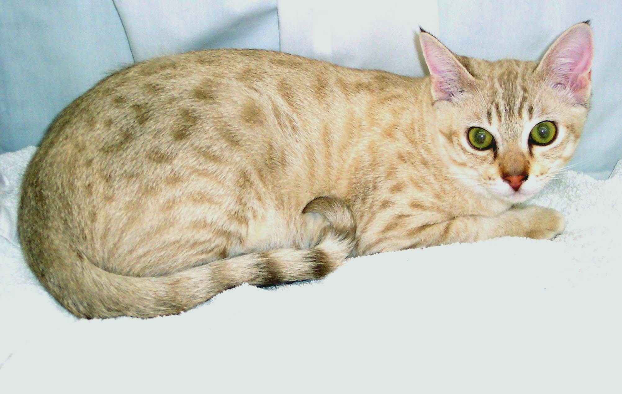 Дымчатая кошка: какой окрас у азиатской породы